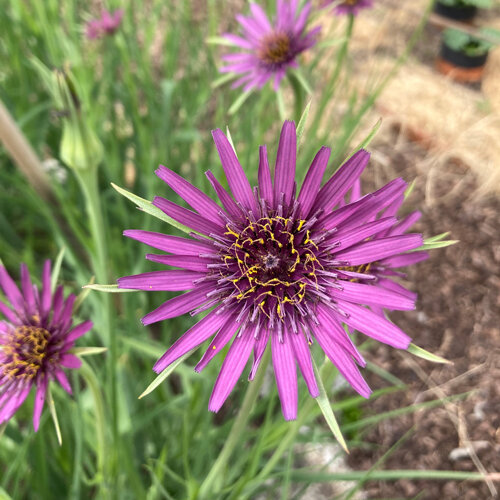 Salsifí con flores violetas en el huerto