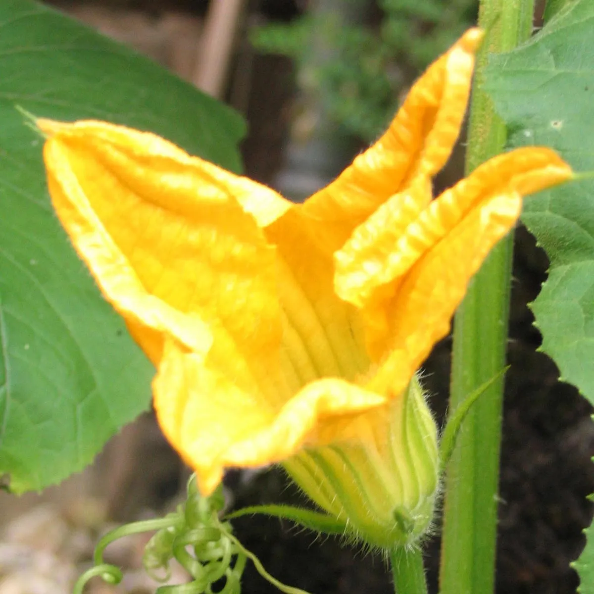 Hokkaido-Kürbis 'Red Kuri' (Cucurbita maxima) Bio Saatgut