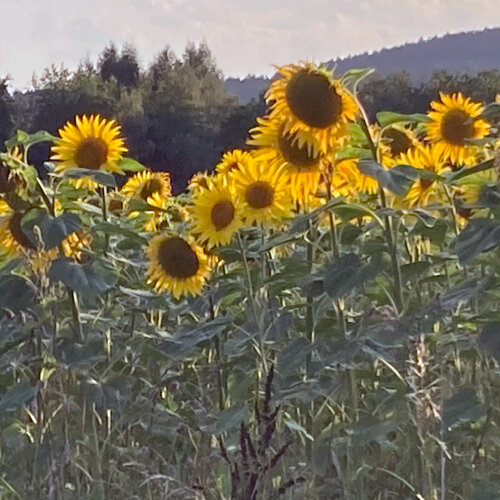 Girasoles (Helianthus annuus) en flor al borde de un campo con luz de atardecer