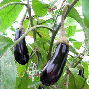 Dos berenjenas brillantes de color morado oscuro colgando de la planta