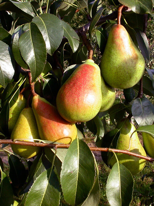 Peras maduras con mejillas rojas en el árbol