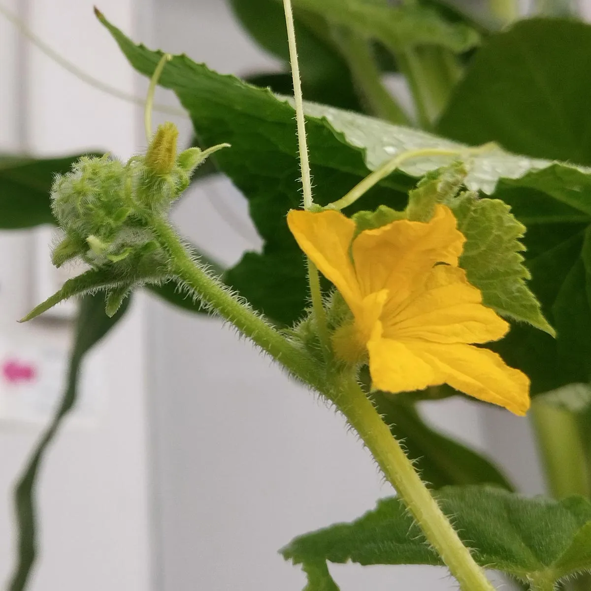 Gurke 'Marketmore’ (Cucumis sativus) Samen