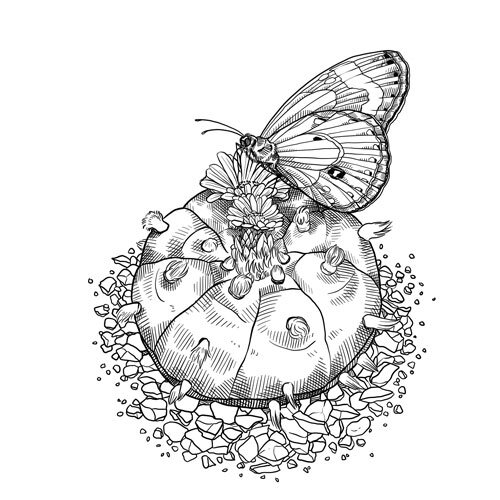 Dibujo: cactus en flor con una mariposa sobre un lecho de grava