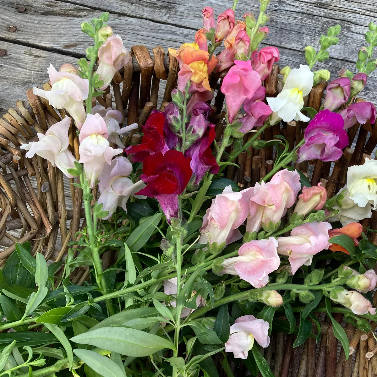 Weiß-rosa Löwenmäulchen 'Appleblossom' (Antirrhinum majus) Samen