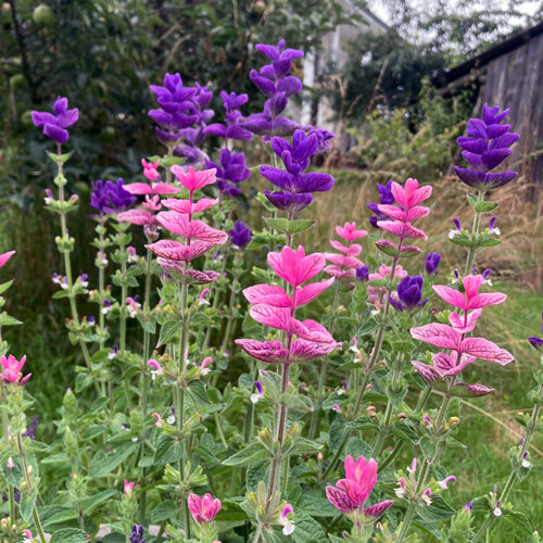 Salvia hormino (Salvia viridis) con brácteas rosas y violetas
