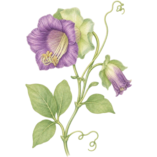 Plantas tropicales