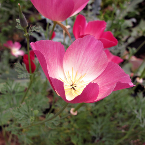 Amapola de California 'Carmine King' (Eschscholzia californica) con flor rojo rosado y centro claro
