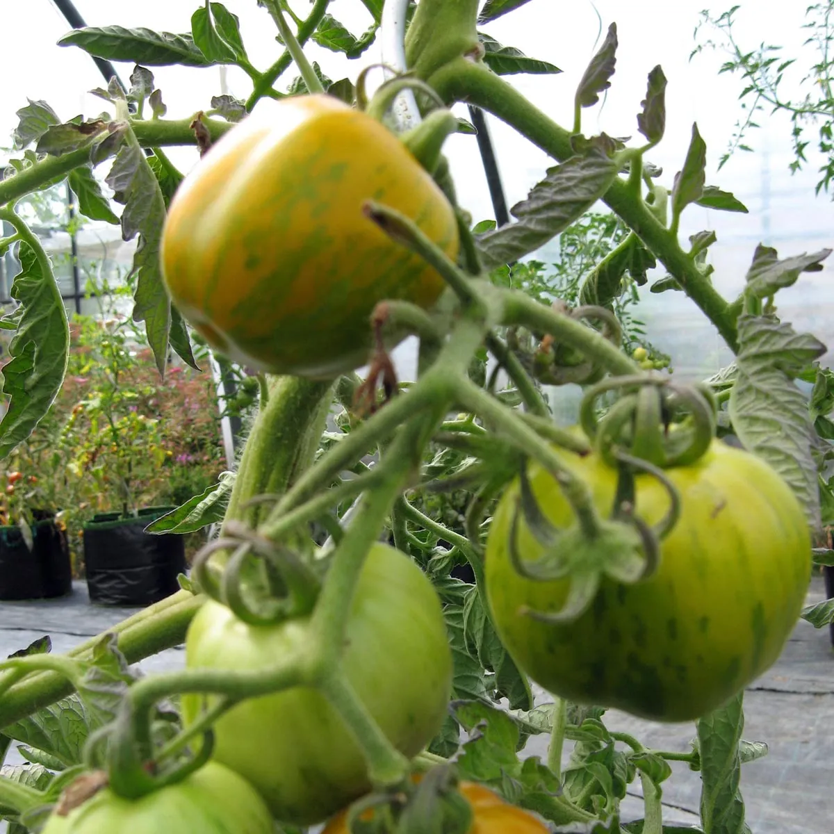 Gestreifte Tomate 'Grünes Zebra' (Solanum lycopersicum) Bio Saatgut