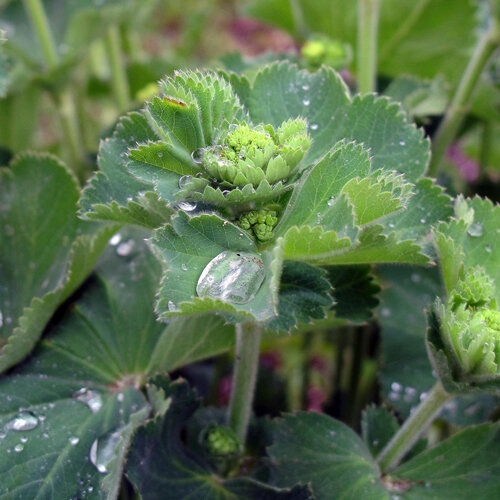 Alquimila con gotas de agua en las hojas y jóvenes botones florales