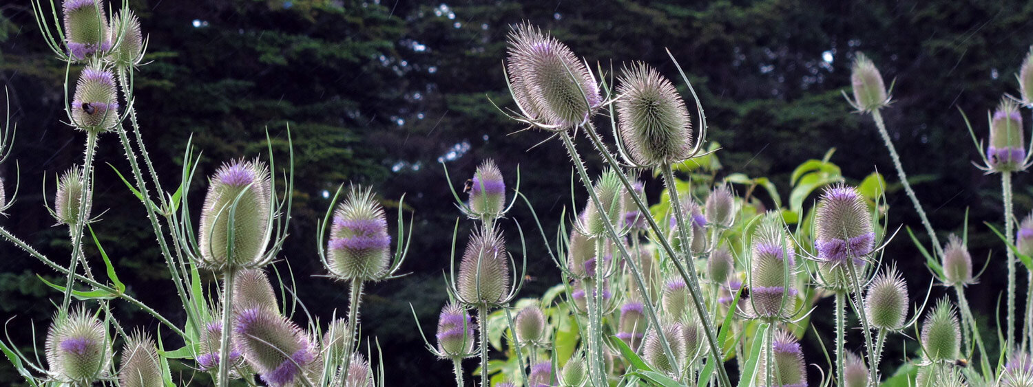 Campo de cardenchas silvestres en flor
