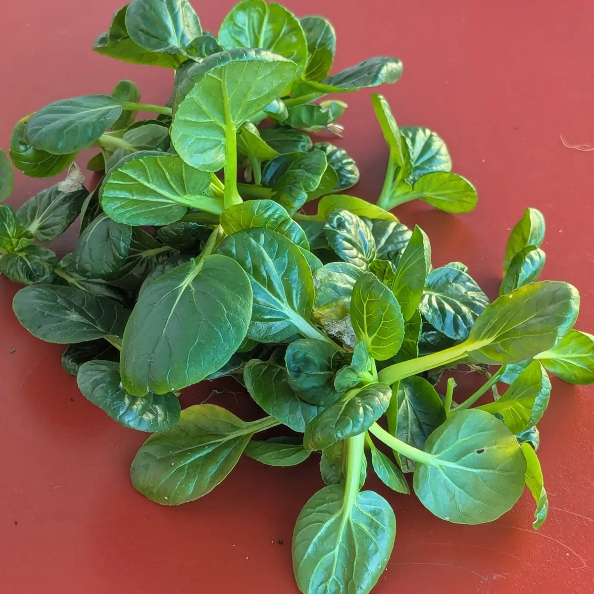 Tatsoi (Brassica narinosa) Samen
