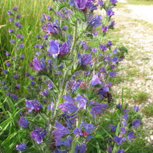 Viborera común (Echium vulgare) Semillas