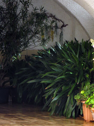 Plantas en maceta invernando en un espacio luminoso y sin heladas con techo abovedado