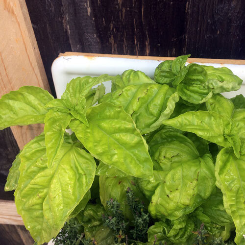 Albahaca napolitana de hojas grandes y abombadas en una jardinera