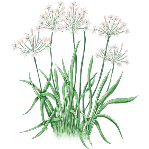 Variedades de ajo
