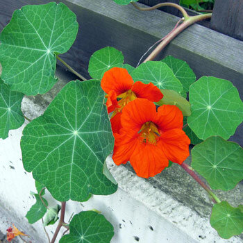 Capuchina (Tropaeolum majus) con flores naranjas y hojas redondas