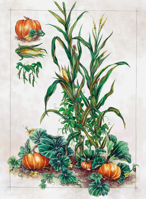 Ilustración de las Tres Hermanas: maíz, judías trepadoras y calabazas en cultivo asociado