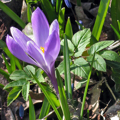 Crocus de Tommasini (Crocus tommasinianus) con flor violeta en primavera