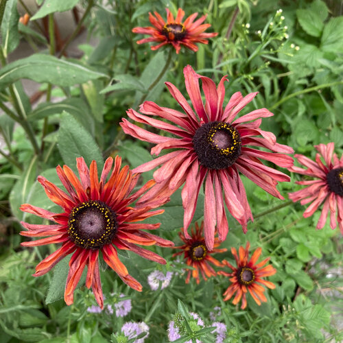 Rudbeckia (Rudbeckia hirta) con flores de rosa palo a rojo cobrizo