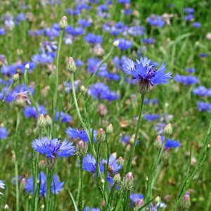 Aciano, flor celeste (Centaurea cyanus) orgánico semillas