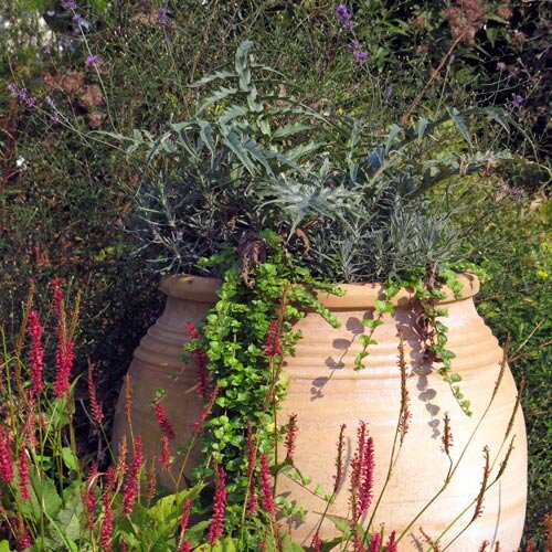 Gran ánfora de terracota con hierbas plateadas y plantas colgantes en un arriate en flor