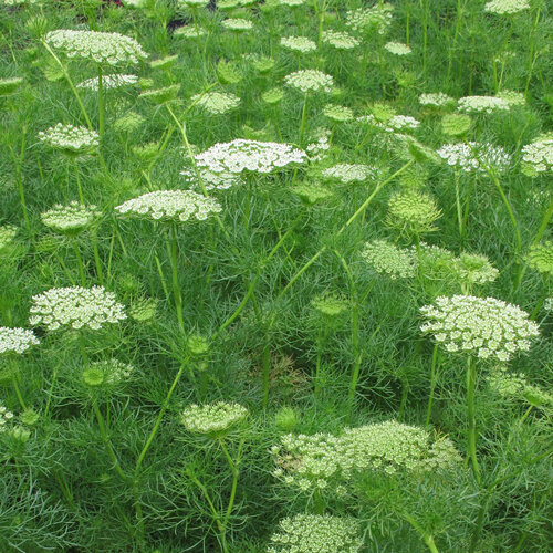 Ammi con umbelas densas de color blanco verdoso y follaje fino