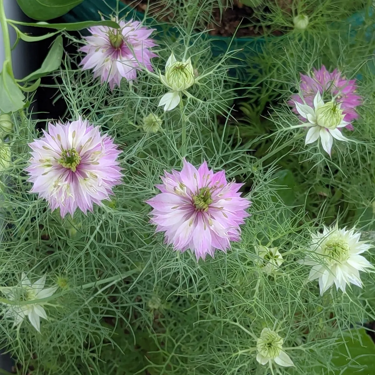 Rosa Jungfer im Grünen 'Persian Rose' (Nigella damascena) Samen