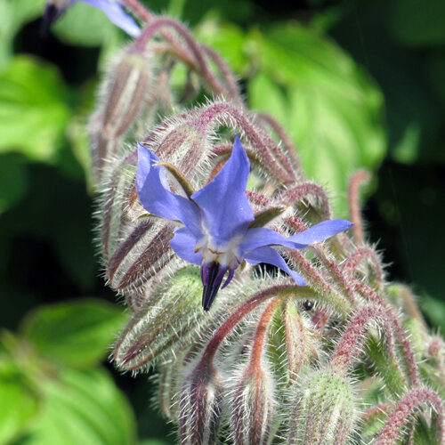 Flor azul de borraja (Borago officinalis) entre capullos vellosos