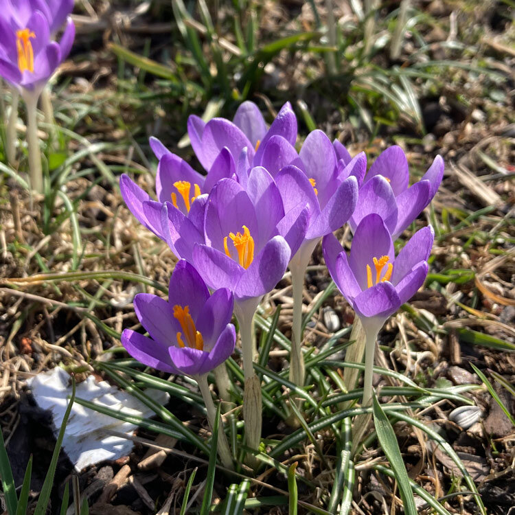 Crocus morados con estigmas naranjas entre la hierba a comienzos de primavera