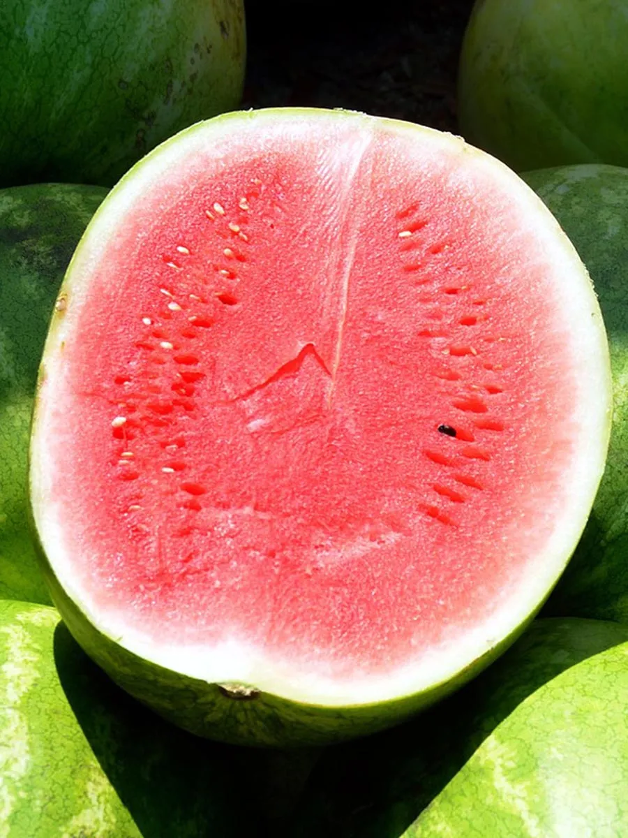Wassermelone 'Crimson Sweet' (Citrullus lanatus) Samen