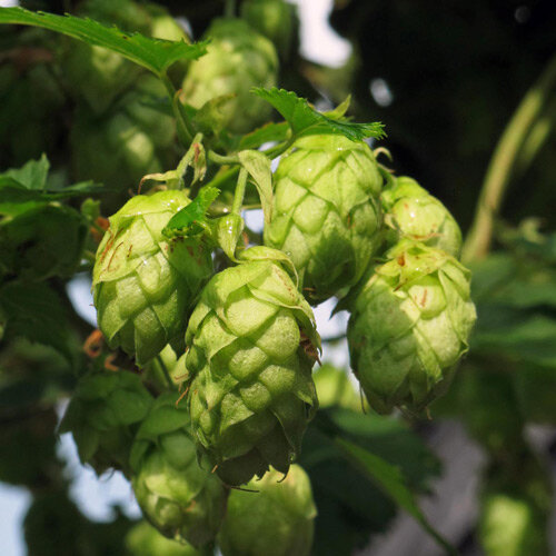 Conos verdes de lúpulo (Humulus lupulus)