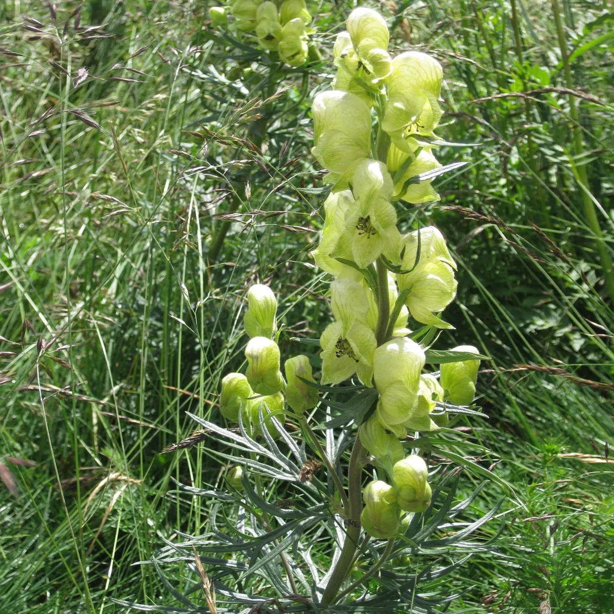 Blassgelber Eisenhut (Aconitum anthora) Samen