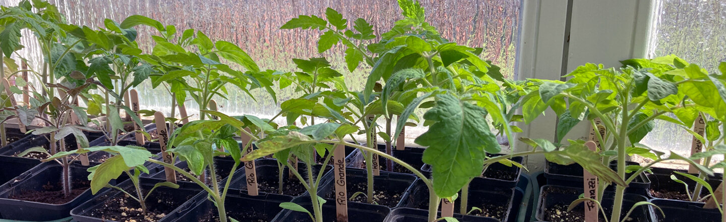 Plantones de tomate en macetas con etiquetas en el alféizar