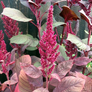 Amaranto con panículas rojas erguidas y hojas marrón rojizo