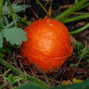 Calabaza Hokkaido 'Red Kuri' (Cucurbita maxima), fruto rojo anaranjado en el huerto