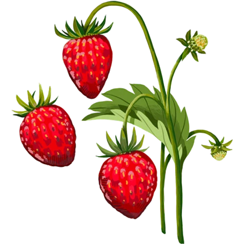 Semillas de fresas - cultiva tus propias variedades de fresas rojas, blancas y silvestres