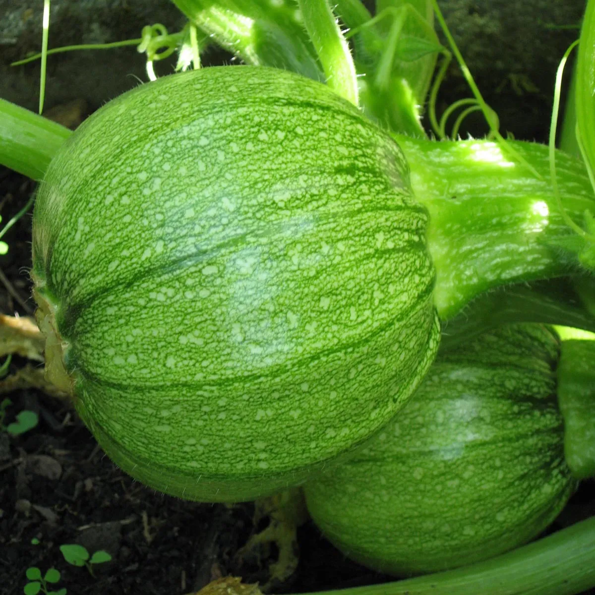 Rondini Kürbis 'Tondo di Nizza' (Cucurbita pepo) Samen