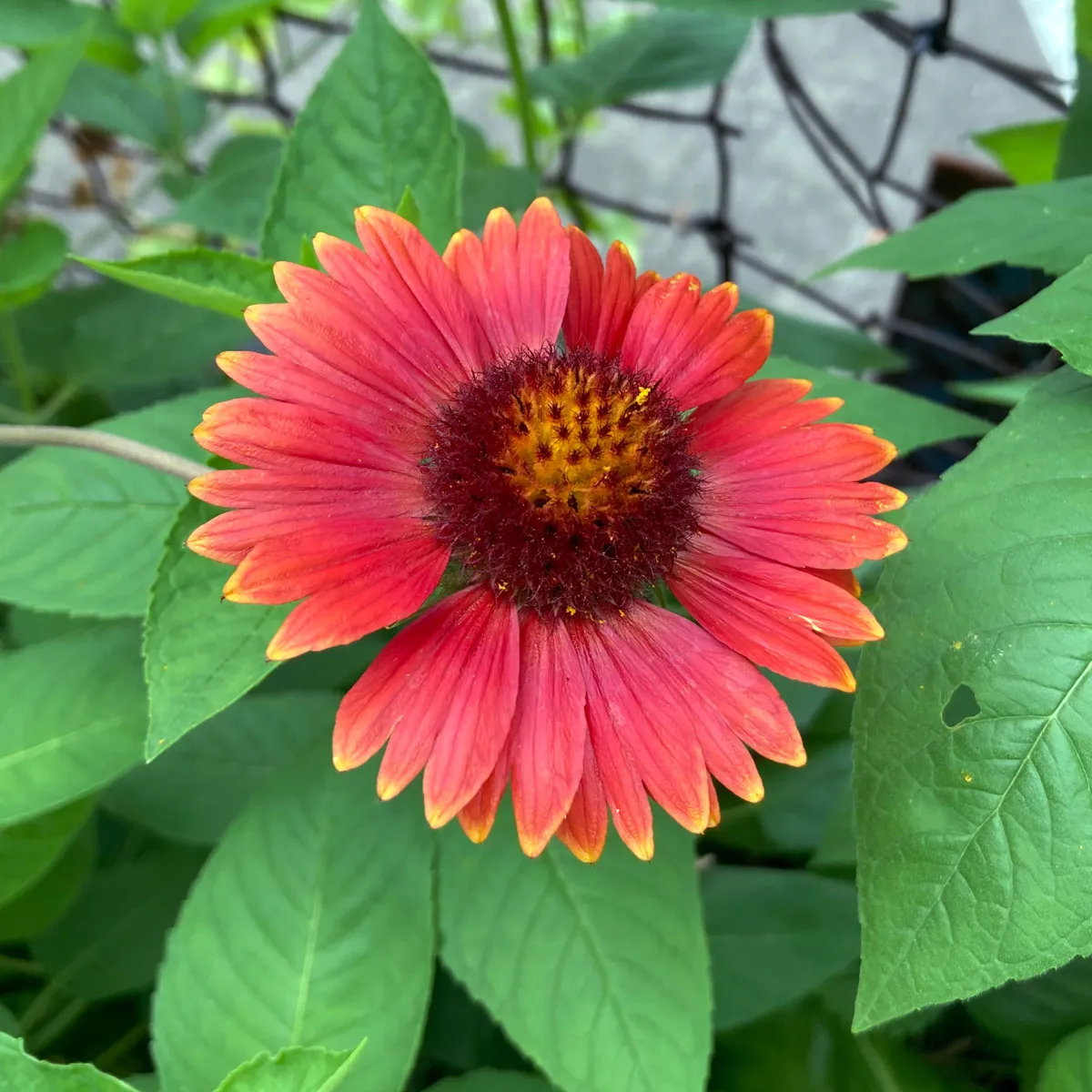 Orange Kokardenblume 'Tokajer' (Gaillardia aristata) Samen
