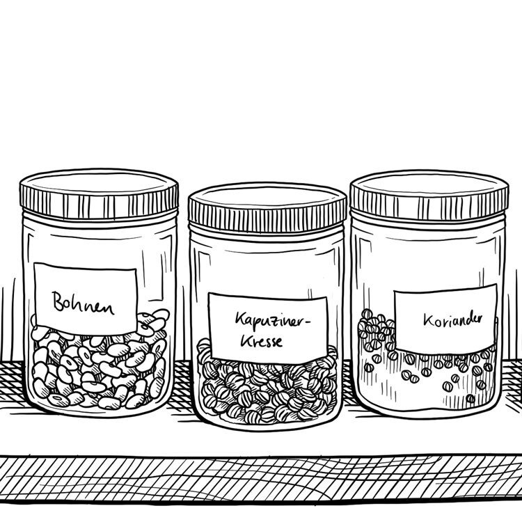Dibujo: semillas en frascos etiquetados de judías, capuchina y cilantro en una estantería