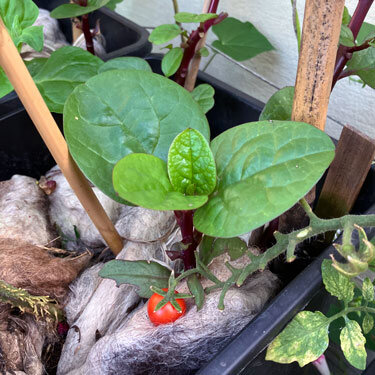 Jardinera con acolchado de lana de oveja alrededor de plantas jóvenes, delante un tomate cherry maduro