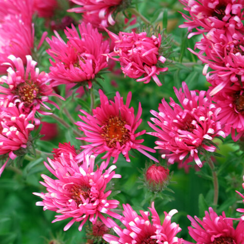 Ásteres de otoño (Aster) en flor de un rosa intenso