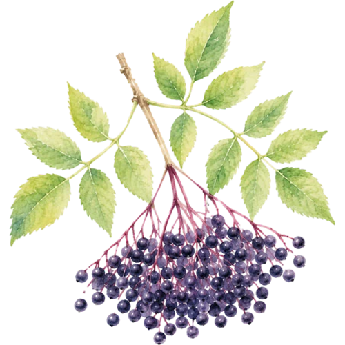 Frutales