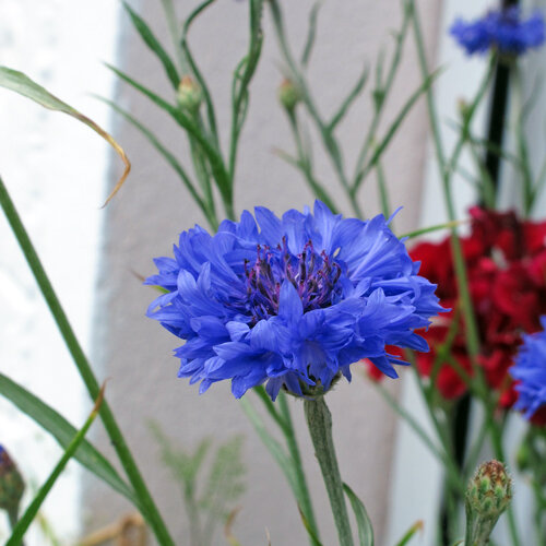 Flor azul intenso del aciano (Centaurea cyanus)