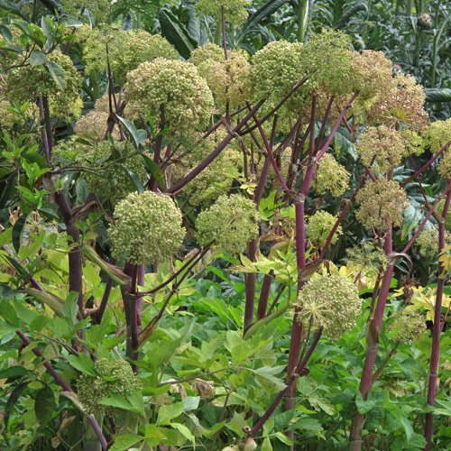 Angélica (Angelica archangelica) con umbelas globosas sobre tallos rojizos