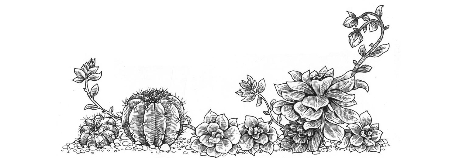 Dibujo: diversos cactus y suculentas uno junto a otro