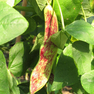 Vaina jaspeada de rojo de la judía de enrame 'Borlotto Lingua Di Fuoco' (Phaseolus vulgaris)