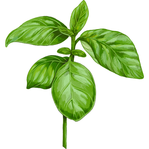 Albahaca