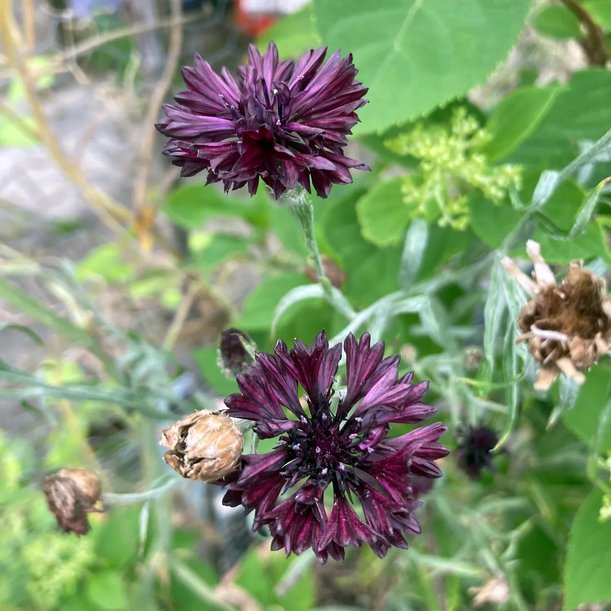 Dunkelviolette Kornblume 'Black Ball' (Centaurea cyanus) Samen
