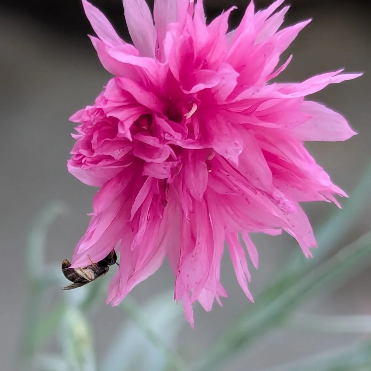 Rosa Kornblume 'Pink Ball' (Centaurea cyanus) Samen
