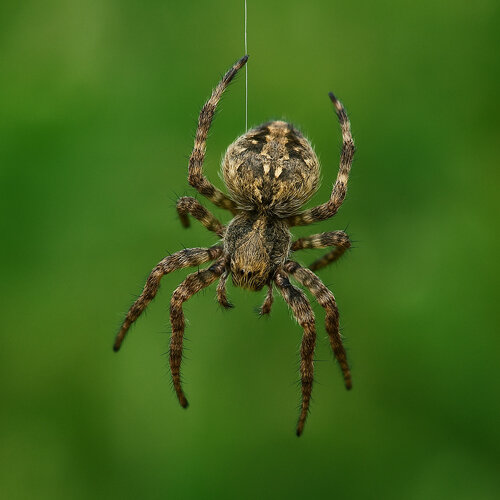 Araña de cuerpo marrón con dibujos colgada de un hilo de seda